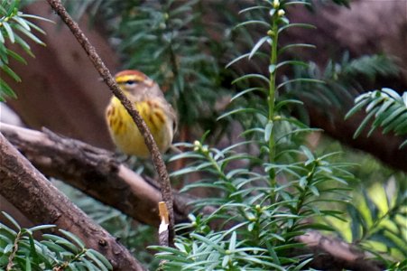 Palm Warbler