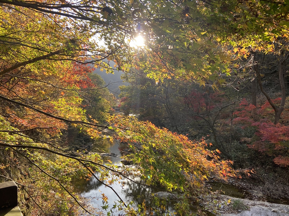 Fall Foliage Naejangsan National Park