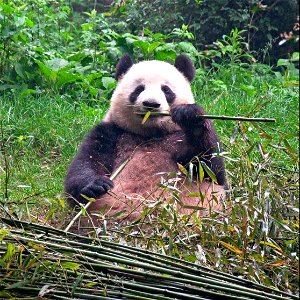 Giant panda photo