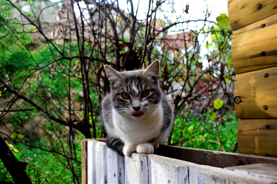 tongue