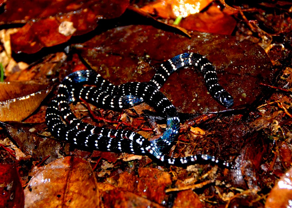 Micrurus langsdorfii photo