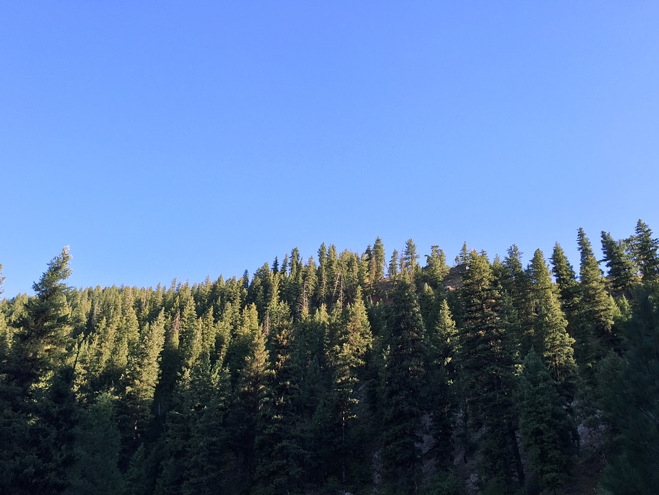 Treeline