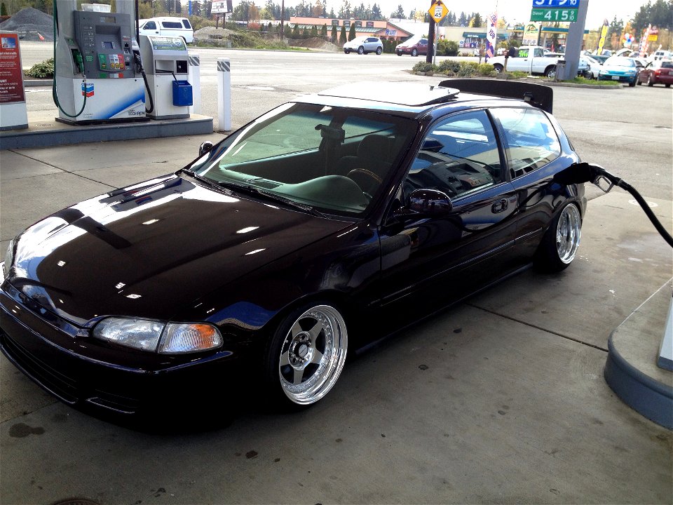 Black cherry eg