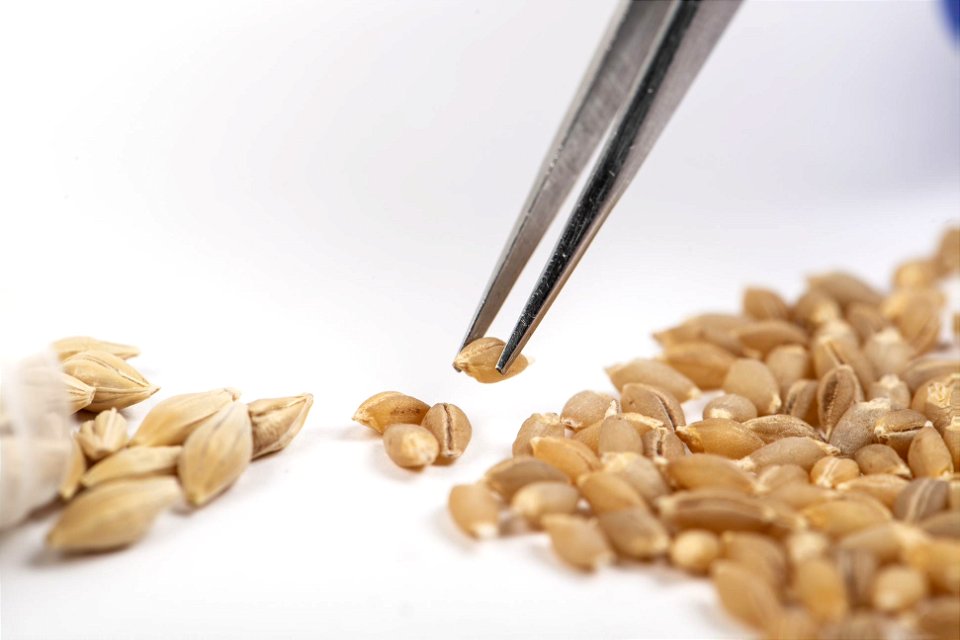 Gene-edited naked barley
