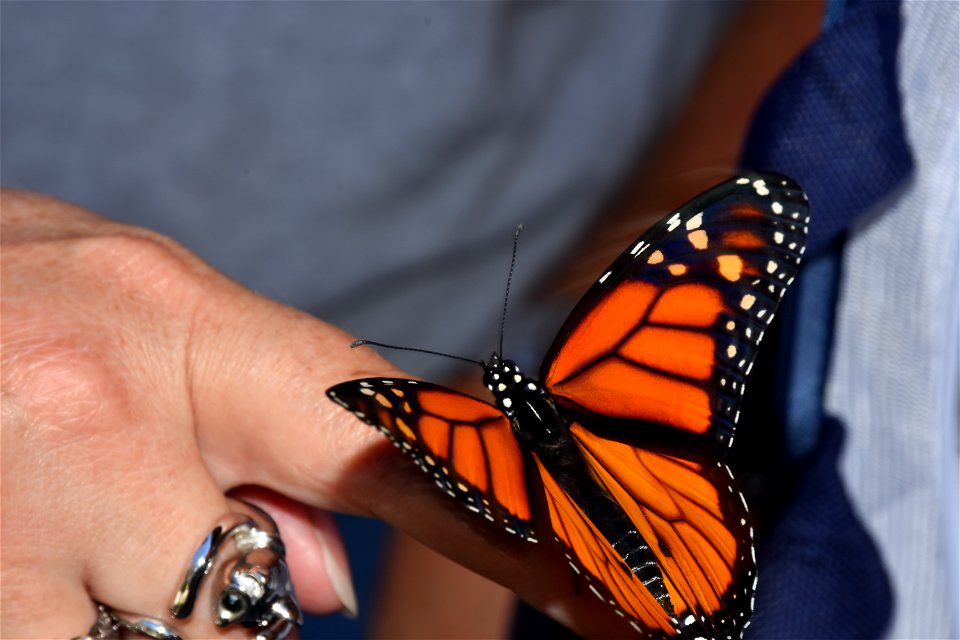 Monarch set free (4 of 4)