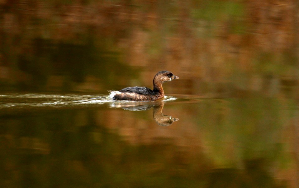 Pie-billed Grebe