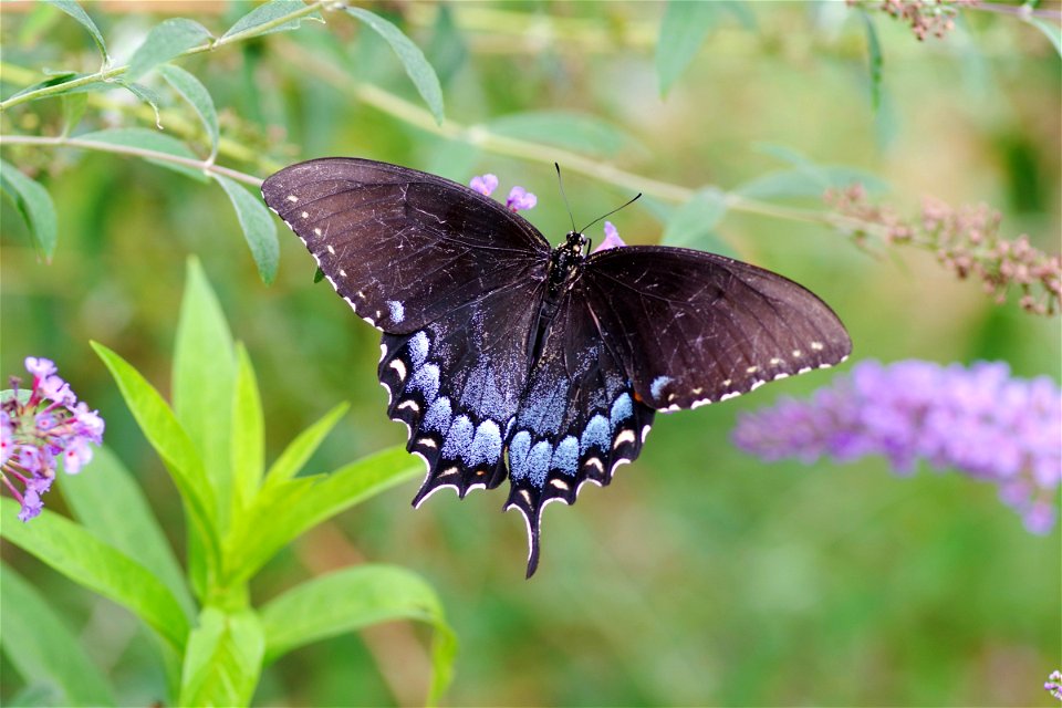 Dark Morph Tiger Swallowtail