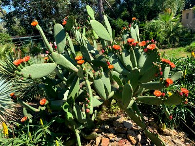 opuntia-ficus-indica-floraison