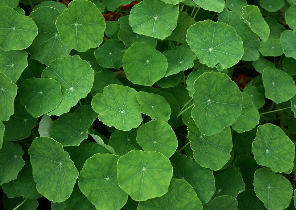 ackground of green plants