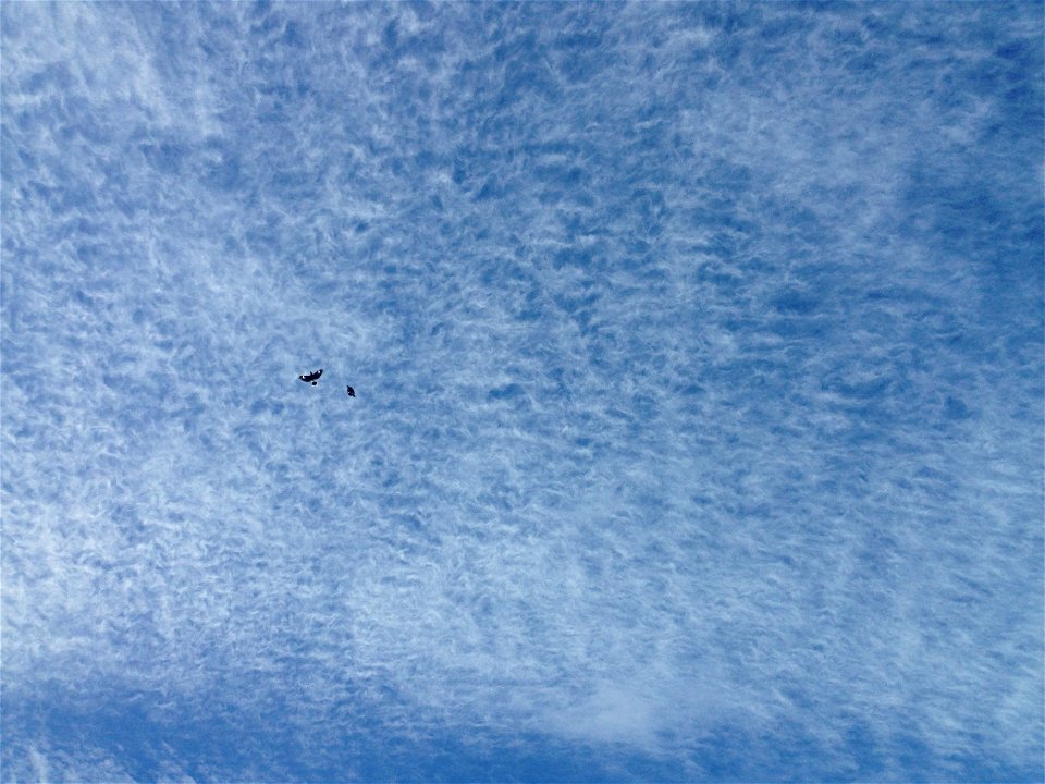 Magpies high up in the sky