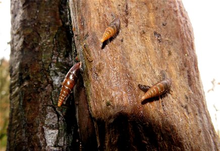 Door Snails in Dinas Powys Woods