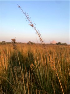 Dahshur Park