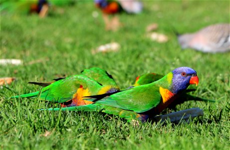 Rainbow Lorikeet