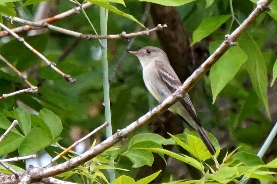 Eastern Wood-Pewee ??