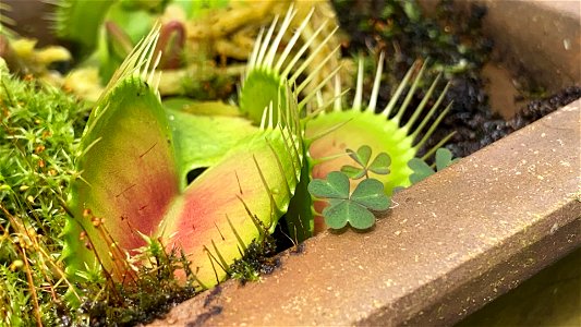 Venus Fly Trap (Closeup) photo