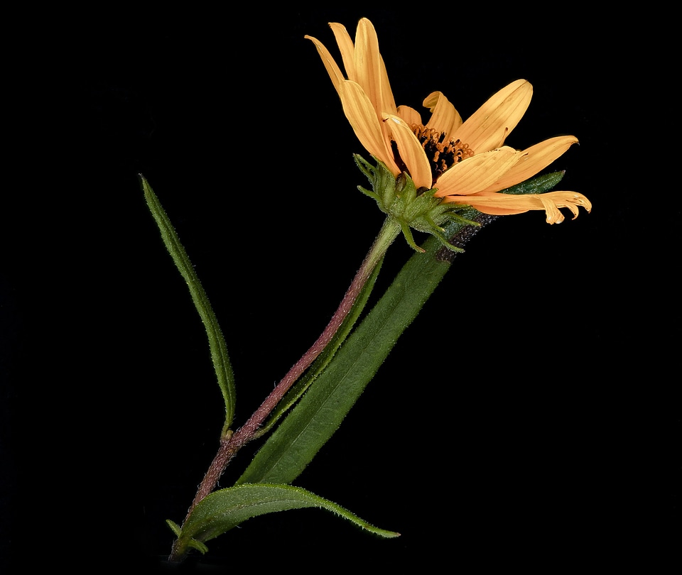 Helianthus angustifolius Linnaeus, Swamp Sunflower