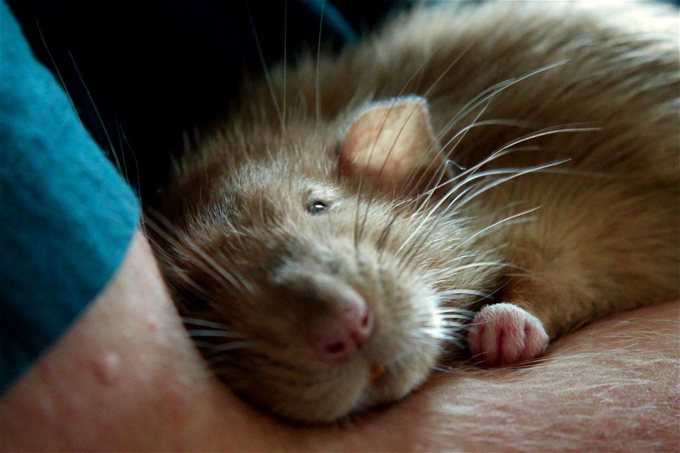 Sleepy Bippo and his little hand