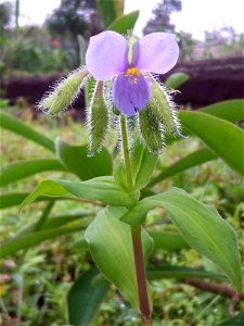 Flor