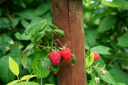 Raspberries photo