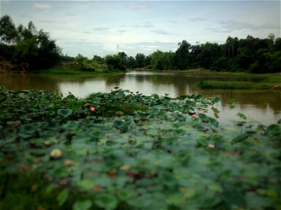 Đầm sen