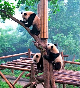 Adolescent pandas photo