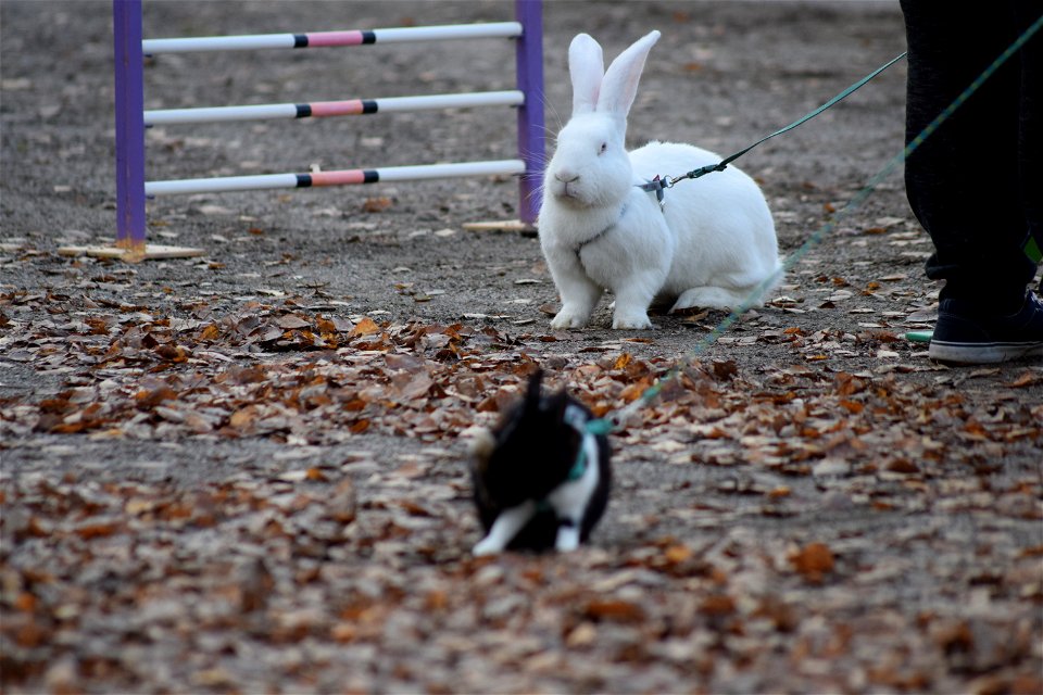 Bunnyjump