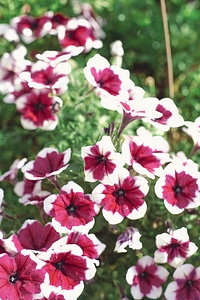 colourful spring flowers