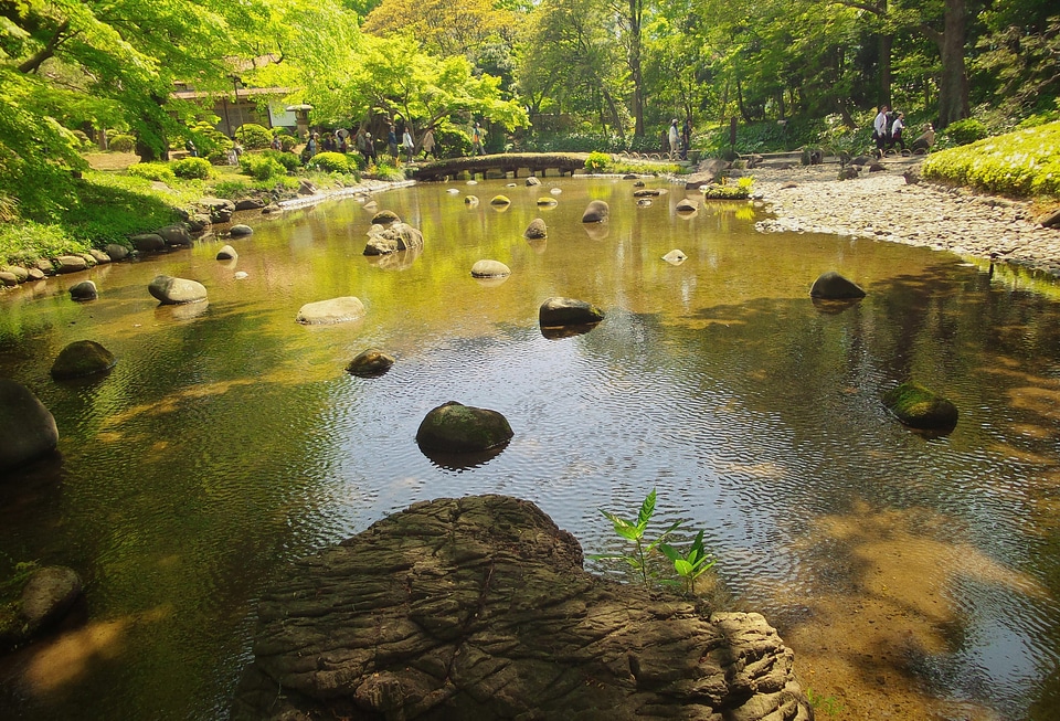 summer landscape with river