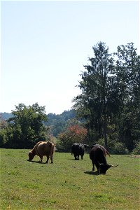 Zotter Schokolade - Essbarer Tiergarten