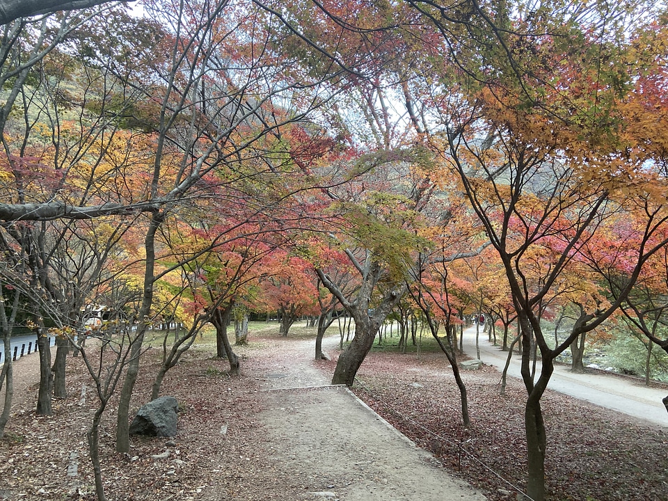 Fall Foliage Naejangsan National Park