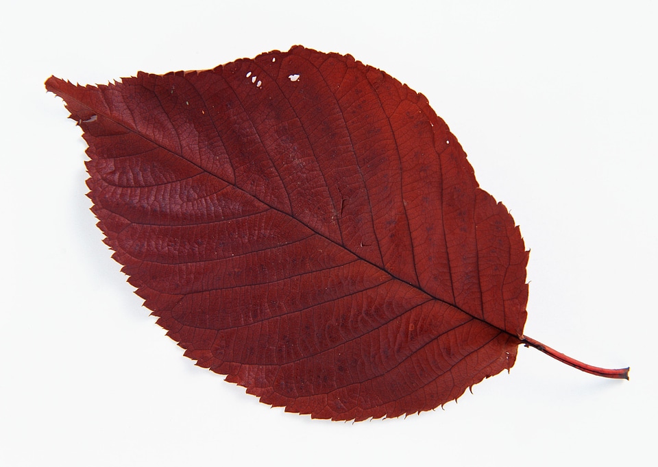Fall leaf isolated on white background