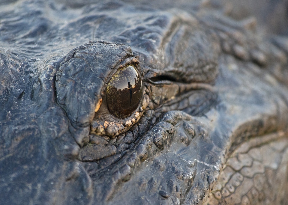 American alligator