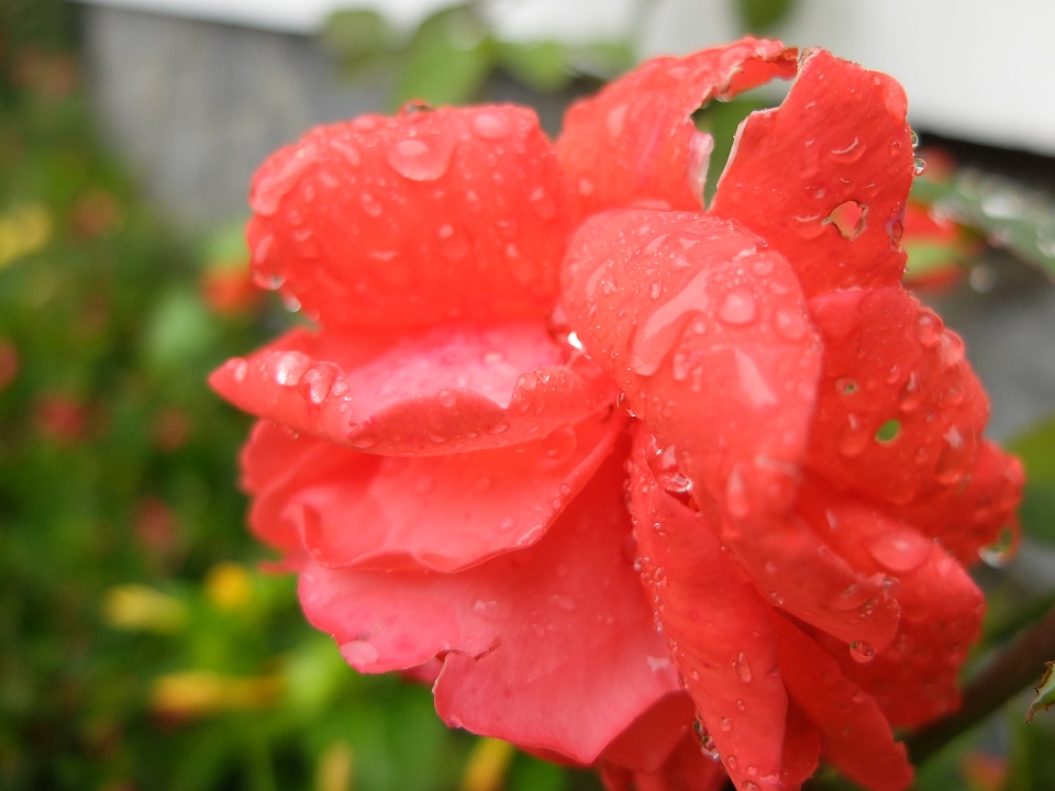 Water drop in red flower