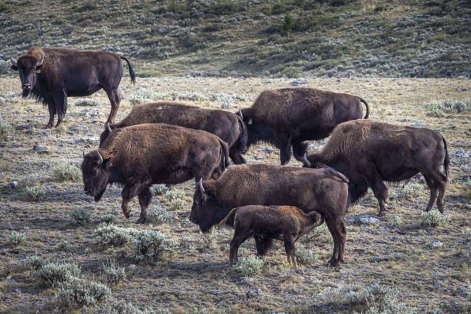 Buffalo graze southwest of Lima