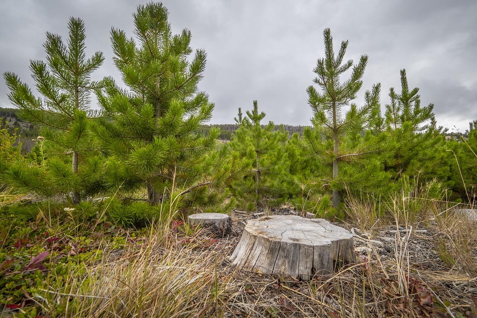 Beaverhead Deerlodge National Forest in Montana