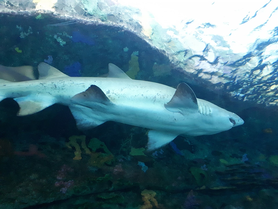 White grey shark jaws close up portrait
