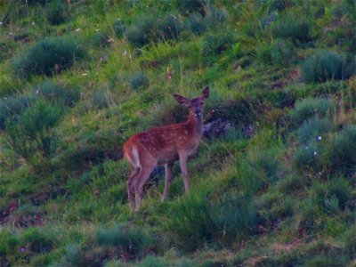 Bambi dans les genêts