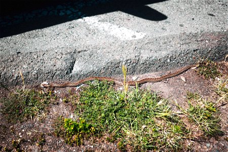 Snake In the Grass (actually right by my front door getting in :) )