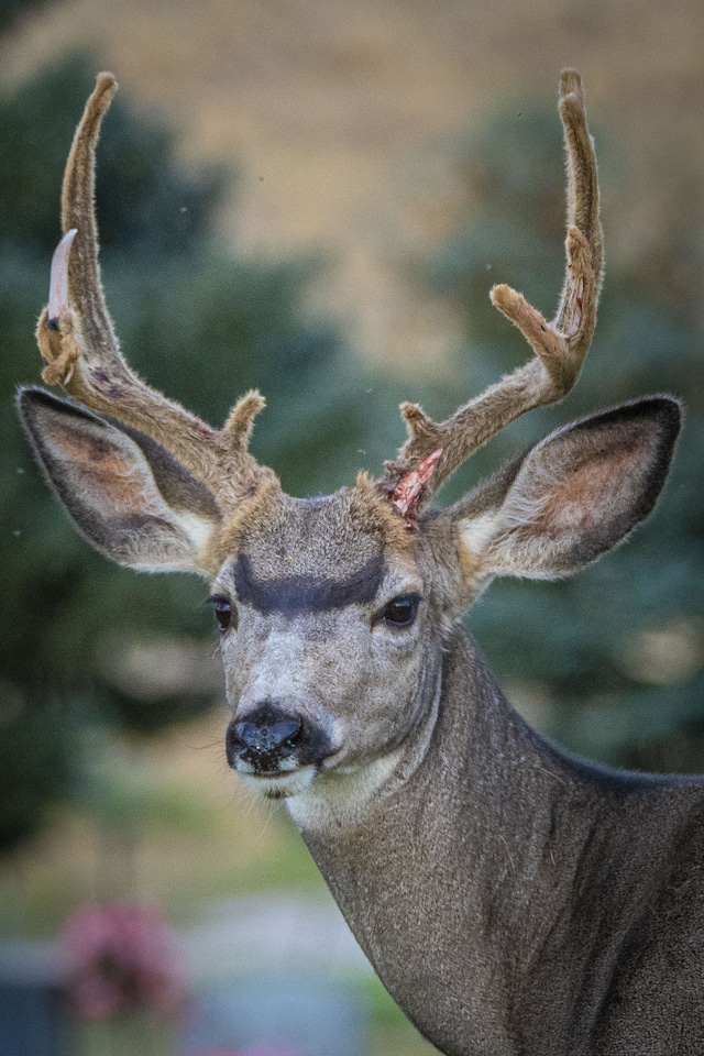A deer
