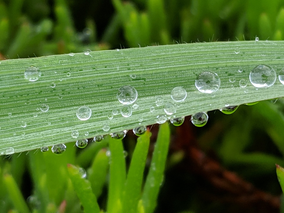 Water drop in green tree