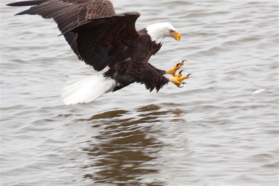 Bald Eagle photo