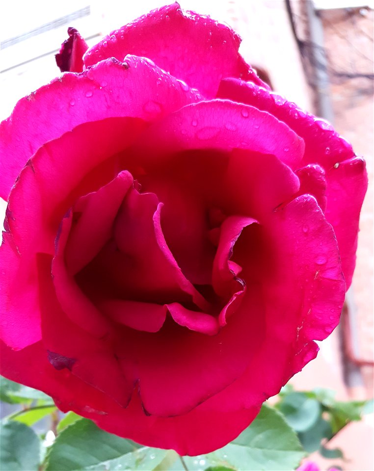 fucsia