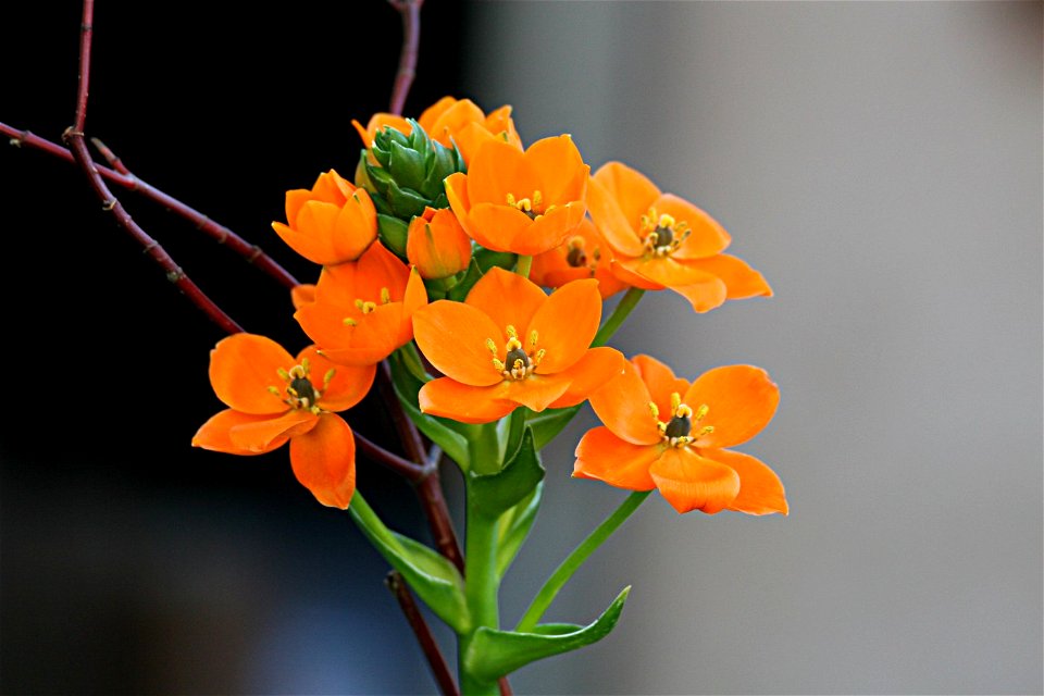 Ornithogalum dubium - Gärtnertod, Milchstern, Stern von Bethlehem