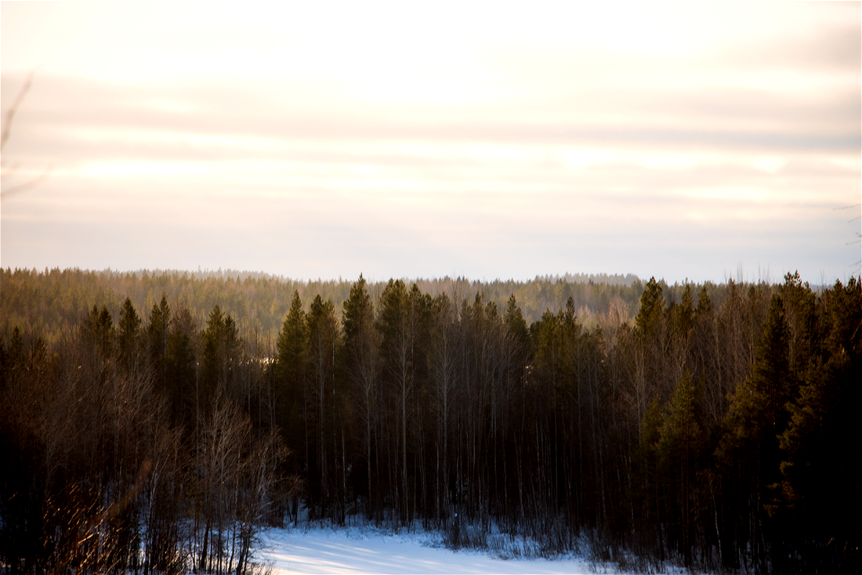 Владения Лешего / Gift from Víðarr photo