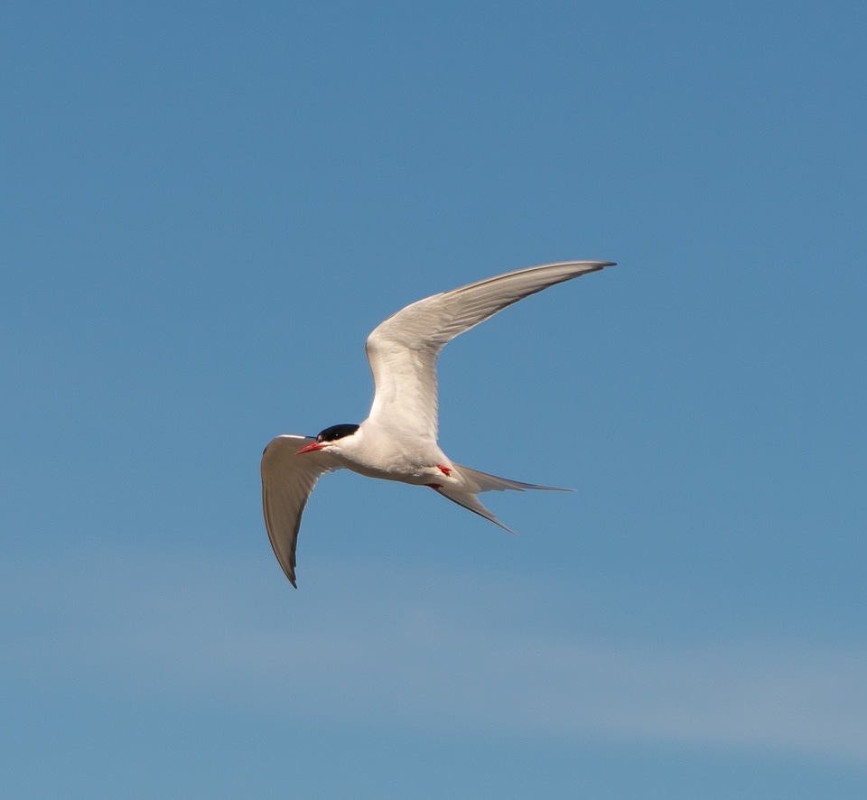 Arctic Tern in Arctic National Wildlife Refuge