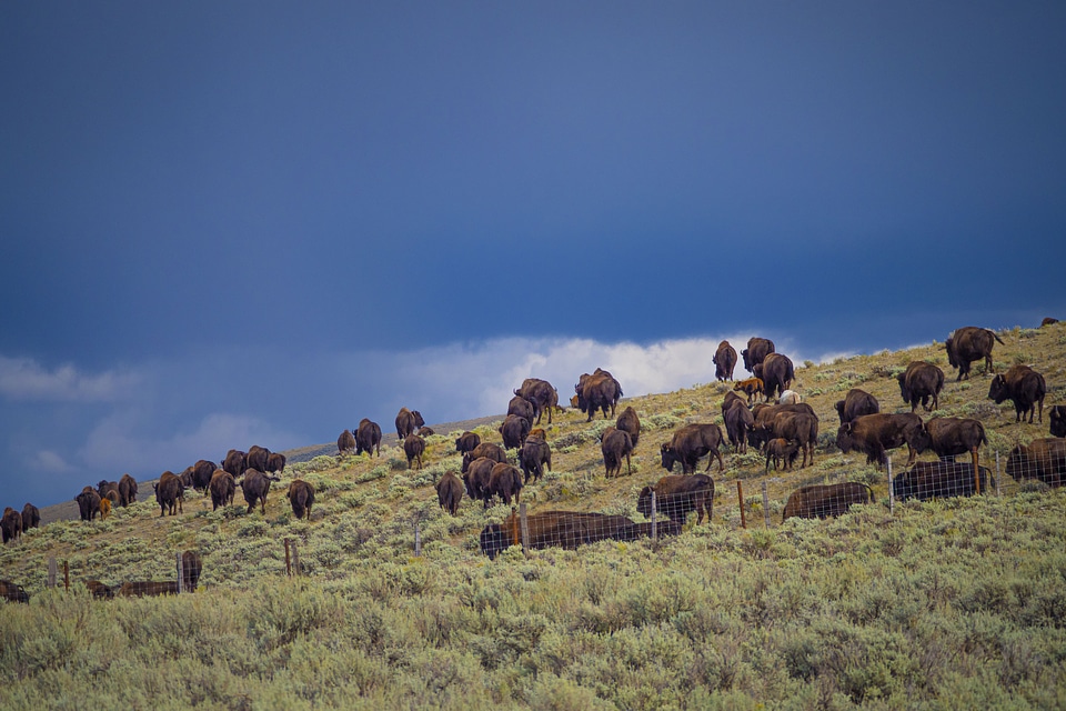 Buffalo graze southwest of Lima