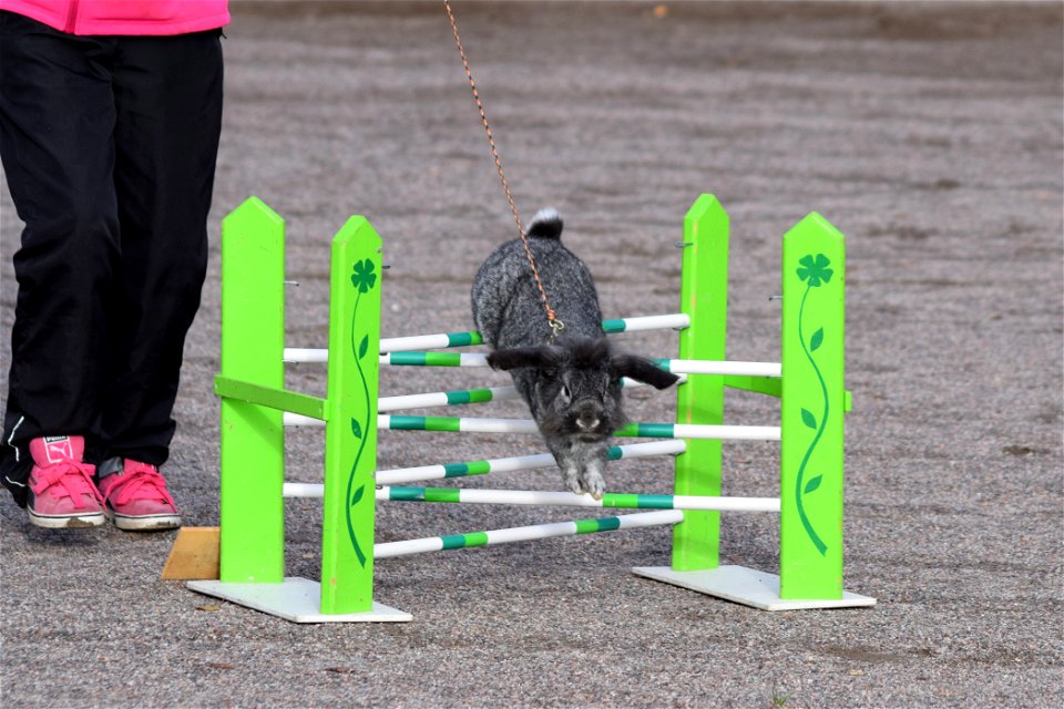Bunnyjump