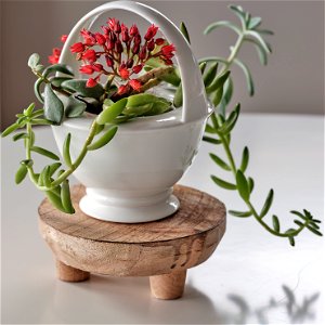 Succulents in teapot vase
