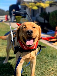 Service Dog