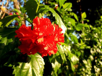 Hibiscus Rosa-sinensis photo
